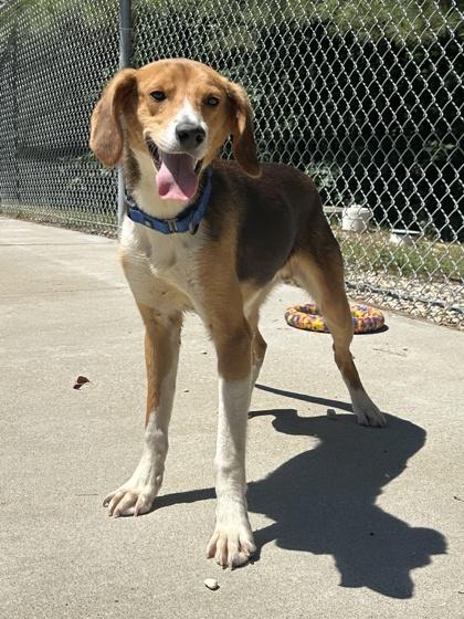 Weasel, a Adoptable mixed breed in King William, VA image 2/3