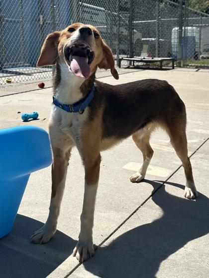 Weasel, a Adoptable mixed breed in King William, VA image 3/3