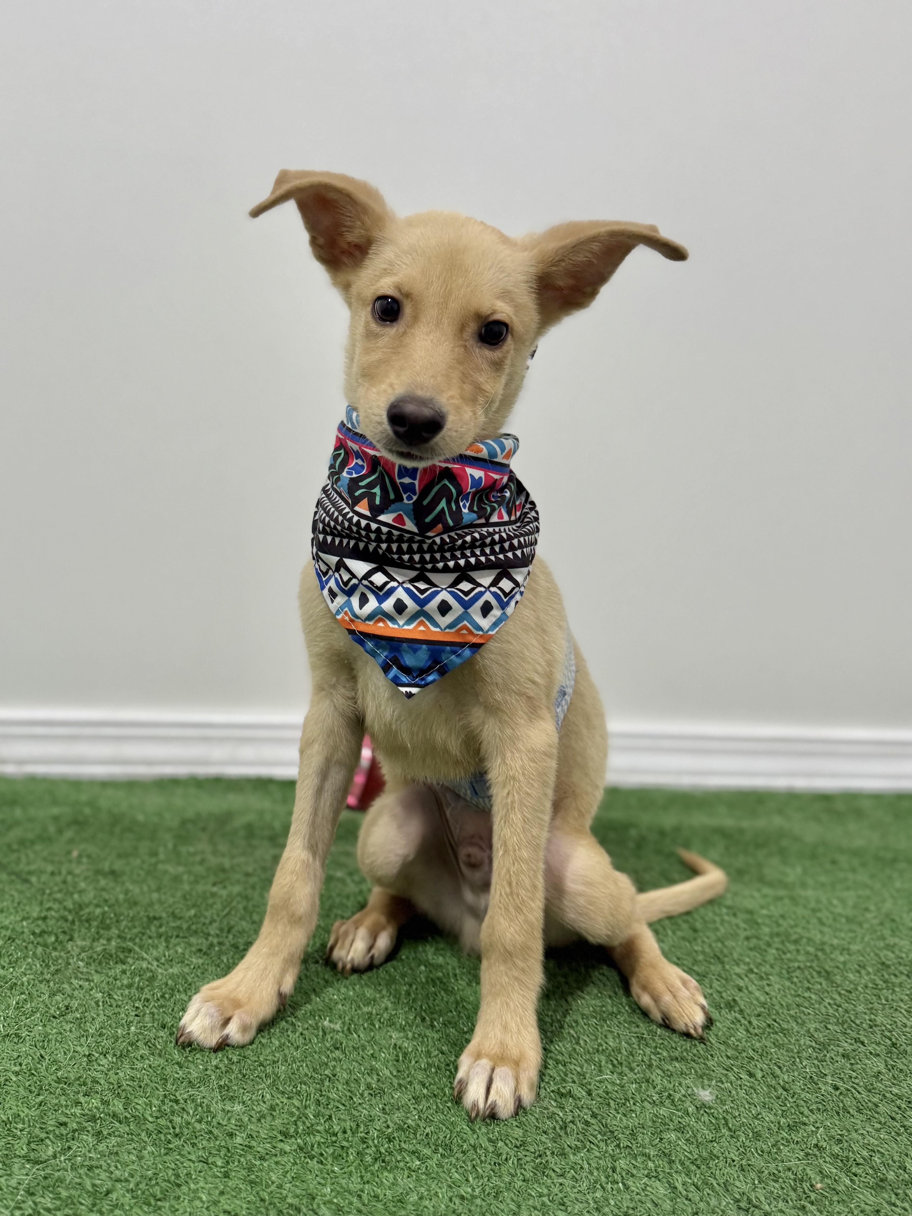 Bowie