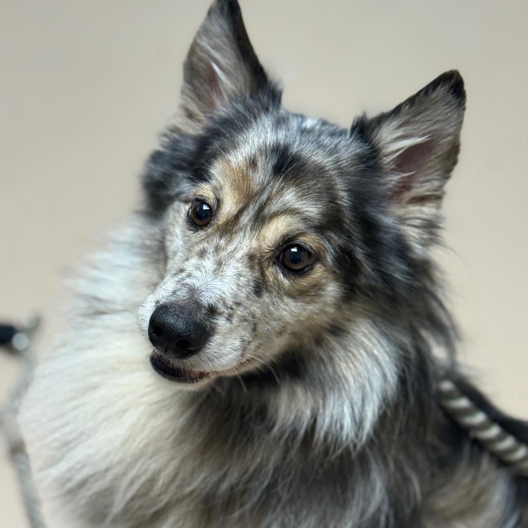 MONT-Stray-60168, Adoptable, Adult Male Shetland Sheepdog / Sheltie.
