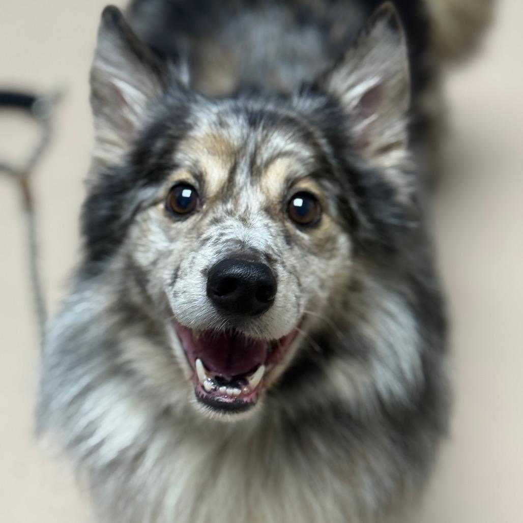 Enlarge K9, a Adopted Shetland Sheepdog / Sheltie in Perkiomenville, PA image 5/6