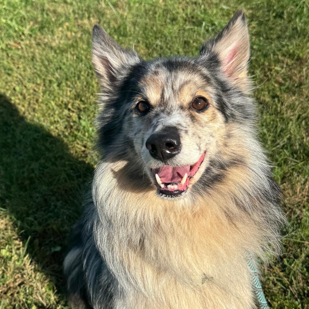 Enlarge K9, a Adopted Shetland Sheepdog / Sheltie in Perkiomenville, PA image 2/6