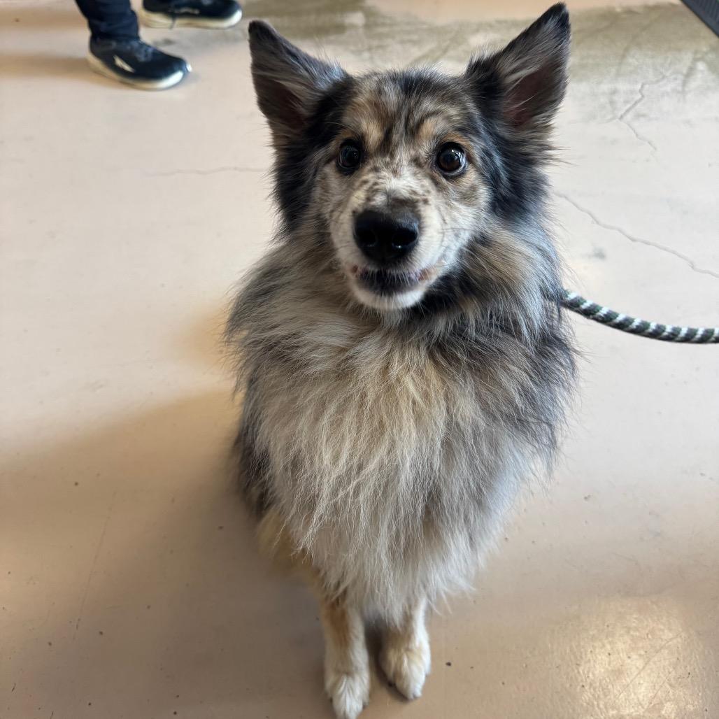 Enlarge K9, a Adopted Shetland Sheepdog / Sheltie in Perkiomenville, PA image 6/6