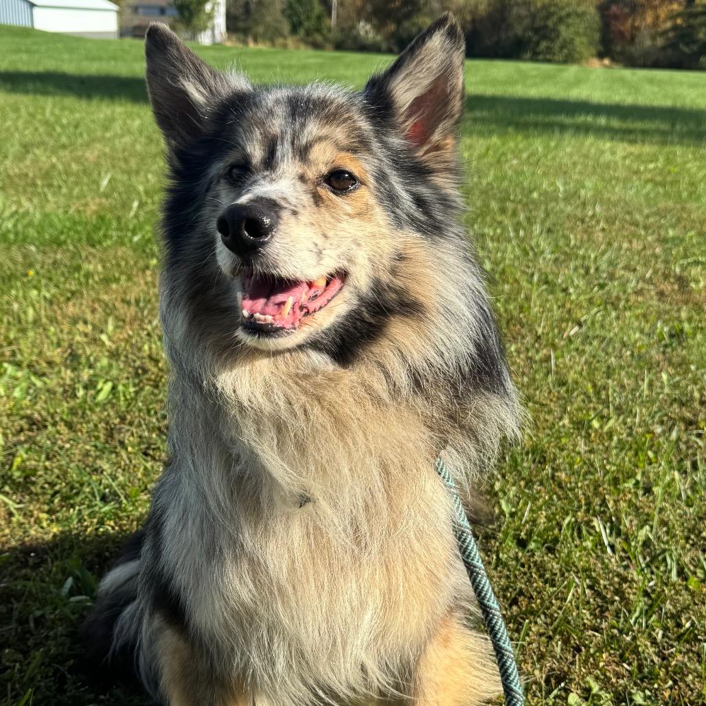 Enlarge K9, a Adopted Shetland Sheepdog / Sheltie in Perkiomenville, PA image 3/6