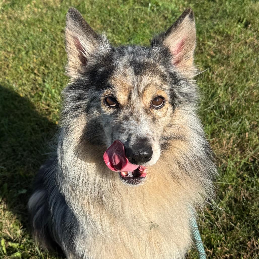 Enlarge K9, a Adopted Shetland Sheepdog / Sheltie in Perkiomenville, PA image 4/6