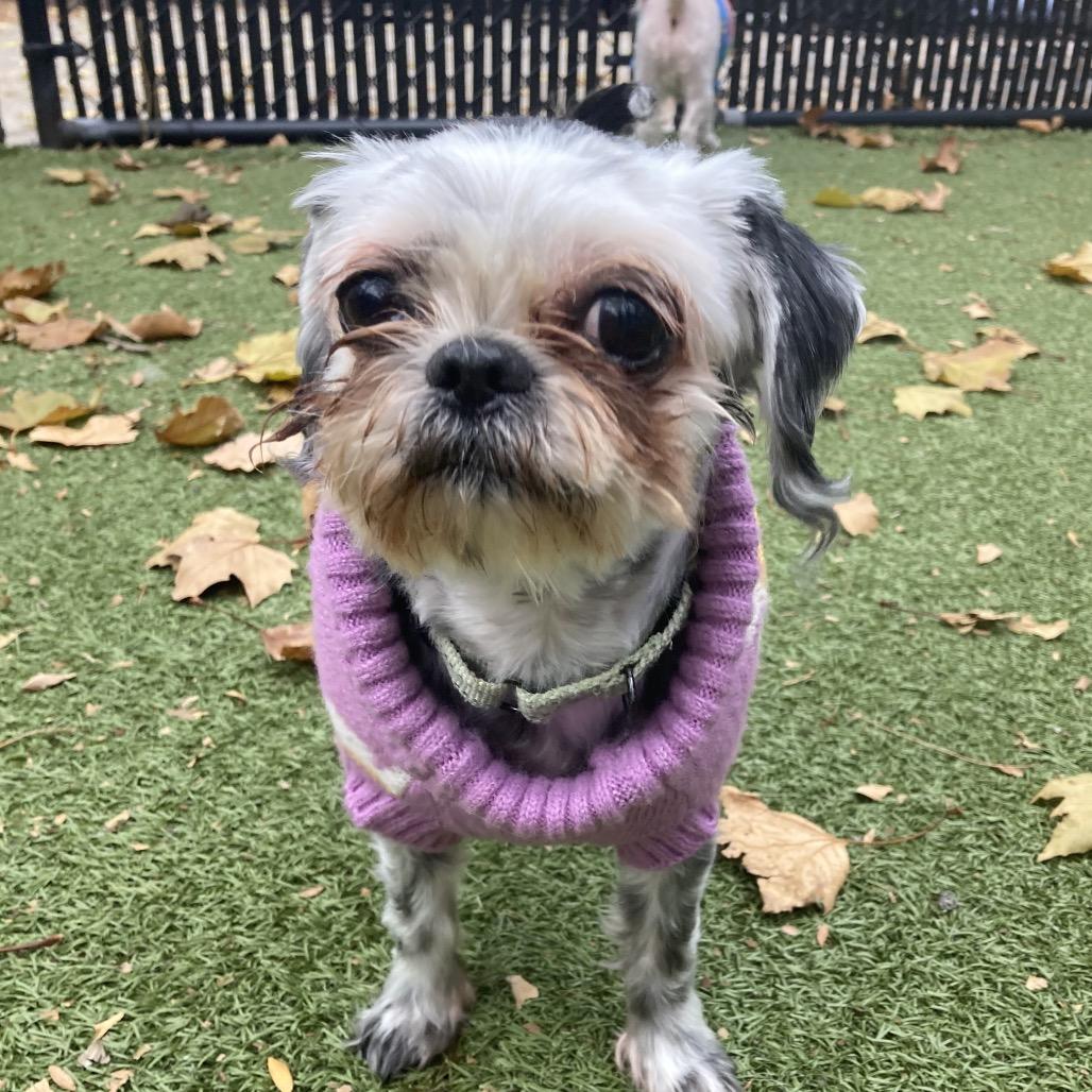 Enlarge Uma, a Adoptable Shih Tzu in Providence, RI image 1/6