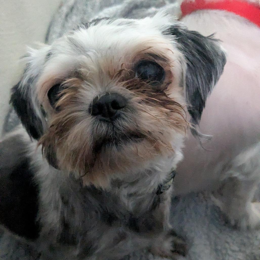 Enlarge Uma, a Adoptable Shih Tzu in Providence, RI image 2/6