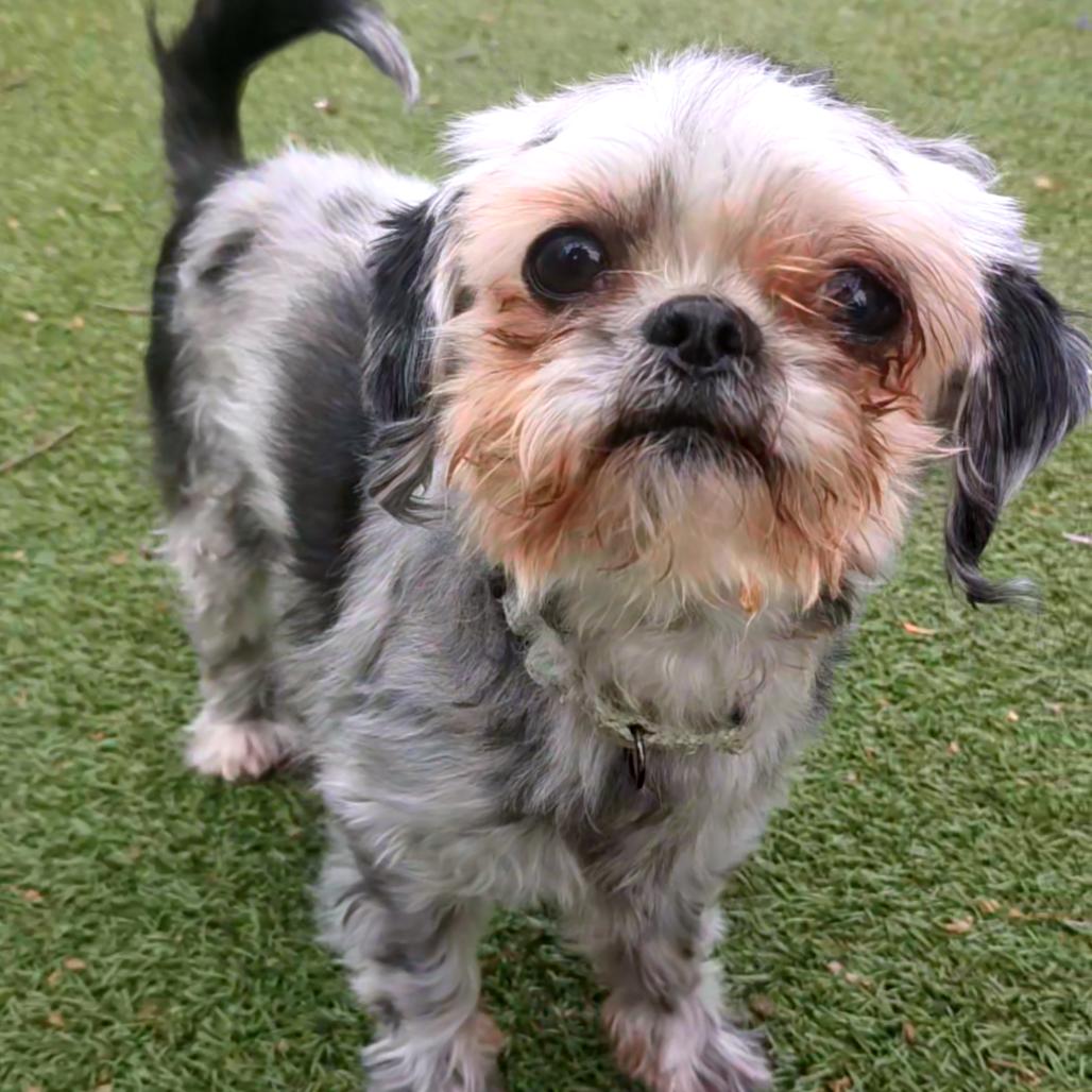 Enlarge Uma, a Adoptable Shih Tzu in Providence, RI image 3/6