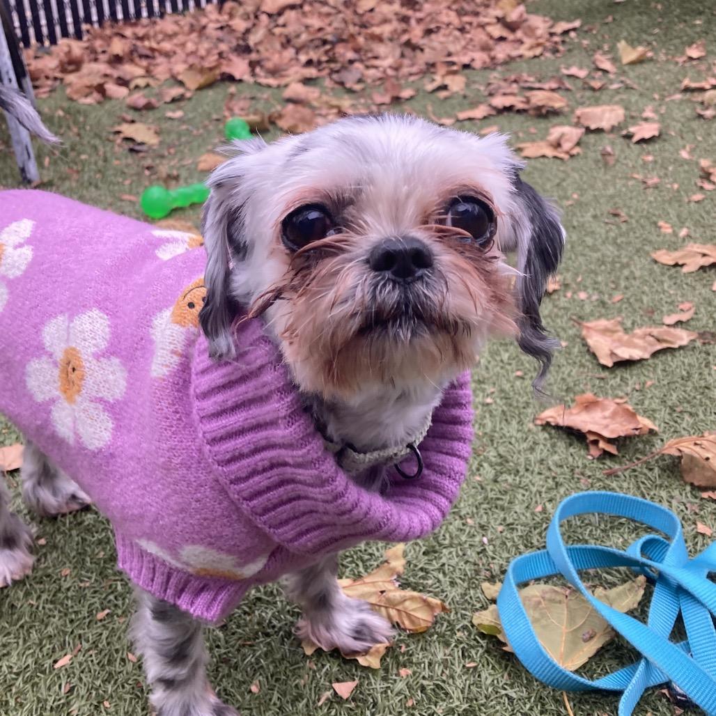 Enlarge Uma, a Adoptable Shih Tzu in Providence, RI image 4/6