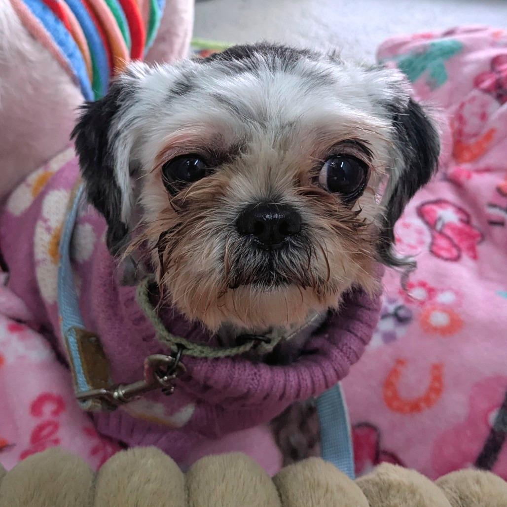 Enlarge Uma, a Adoptable Shih Tzu in Providence, RI image 5/6