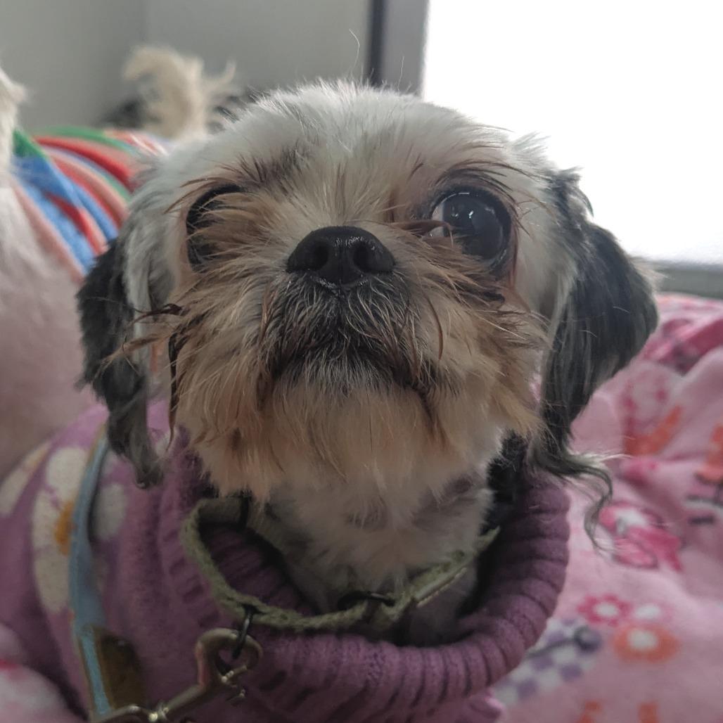 Enlarge Uma, a Adoptable Shih Tzu in Providence, RI image 6/6