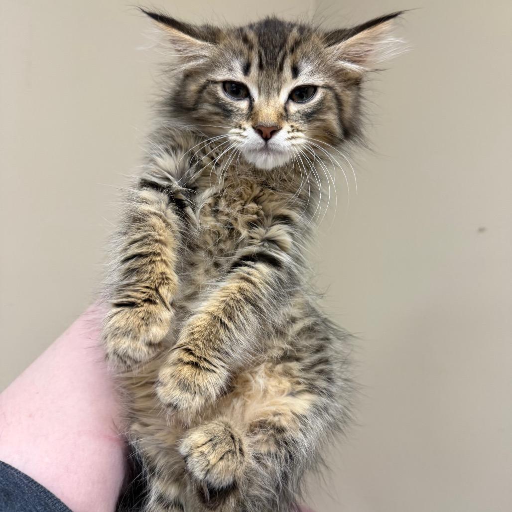 Charla — thumbnail 2