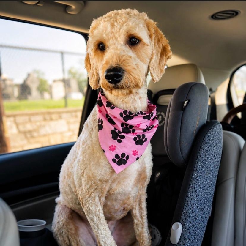 Daffodil, adopted, Adult Female Goldendoodle.