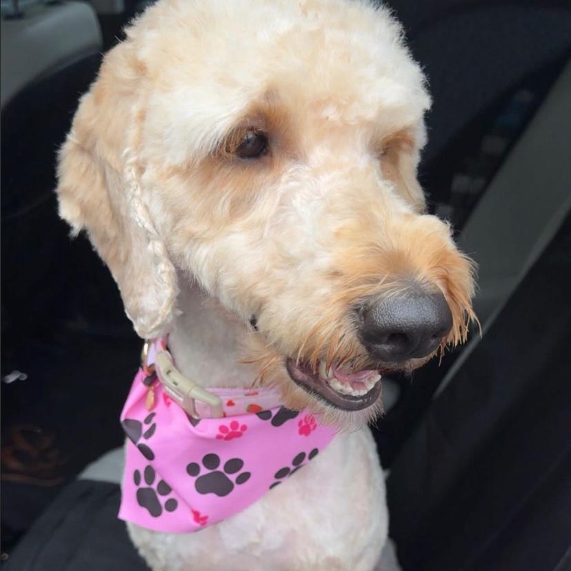 Daffodil, an adopted mixed breed in Philadelphia, PA image 3/3