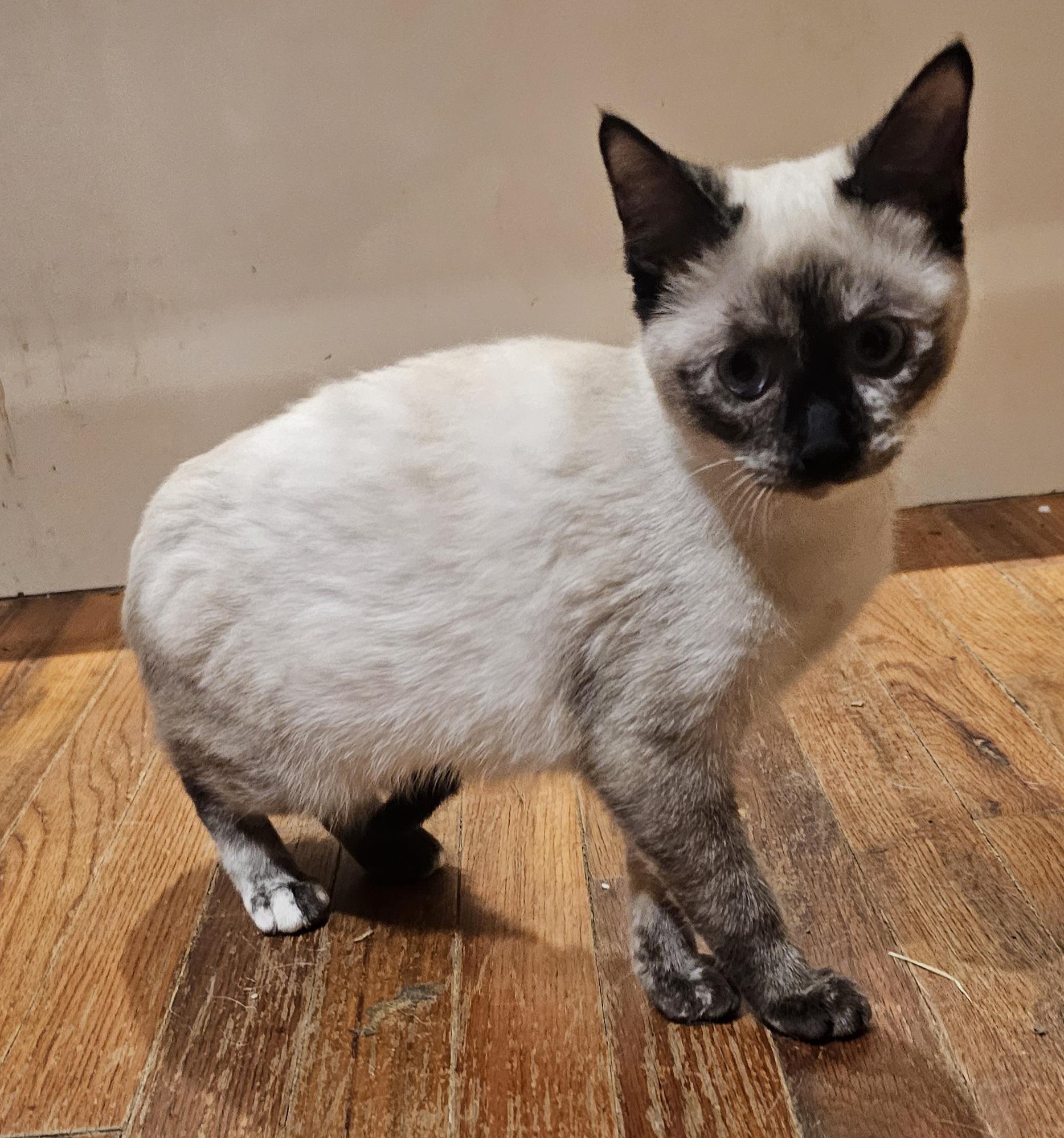 Enlarge Gingerbread , a ADOPTABLE Siamese in Dallas, TX image 1/6