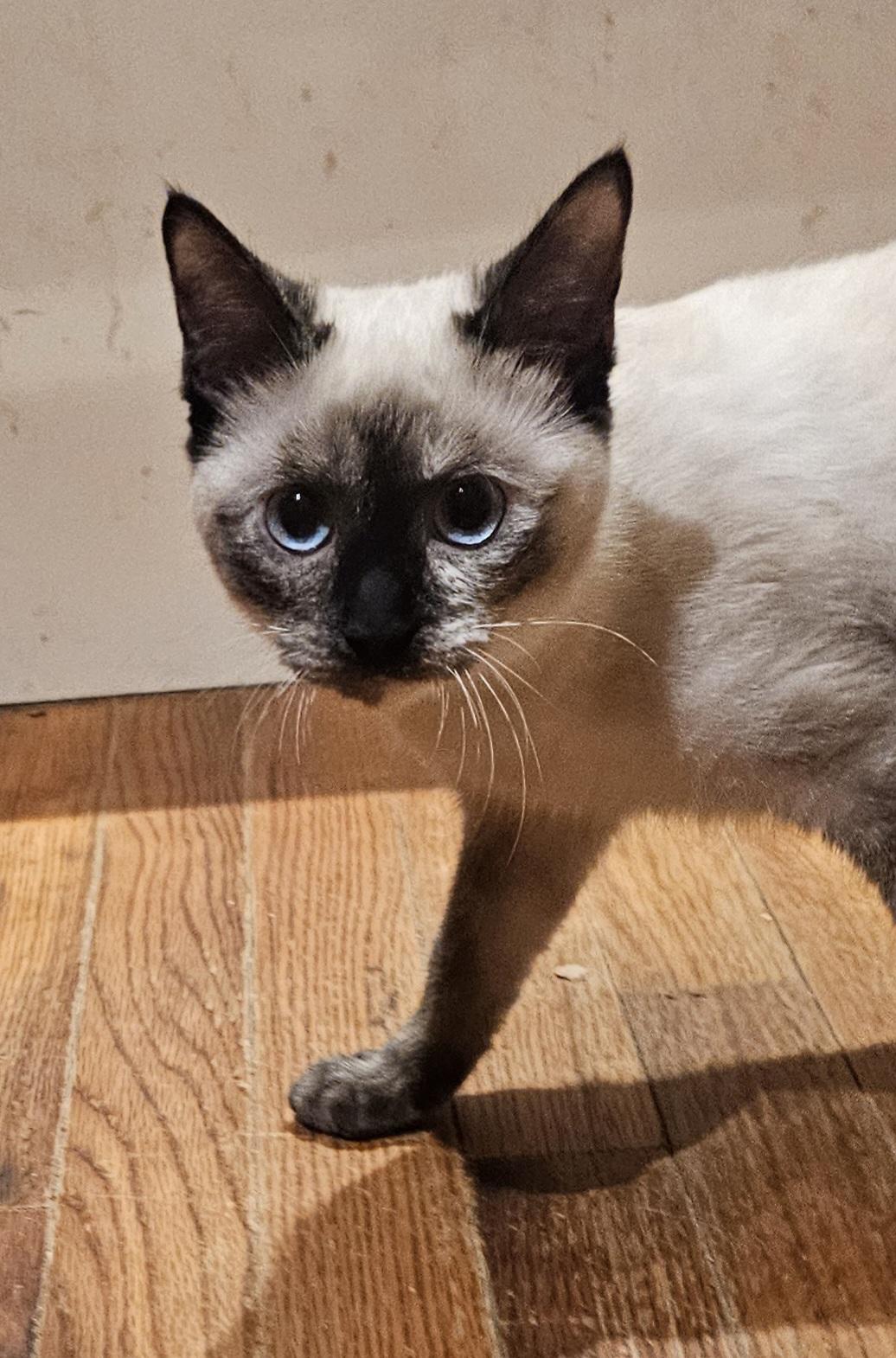 Enlarge Gingerbread , a ADOPTABLE Siamese in Dallas, TX image 5/6