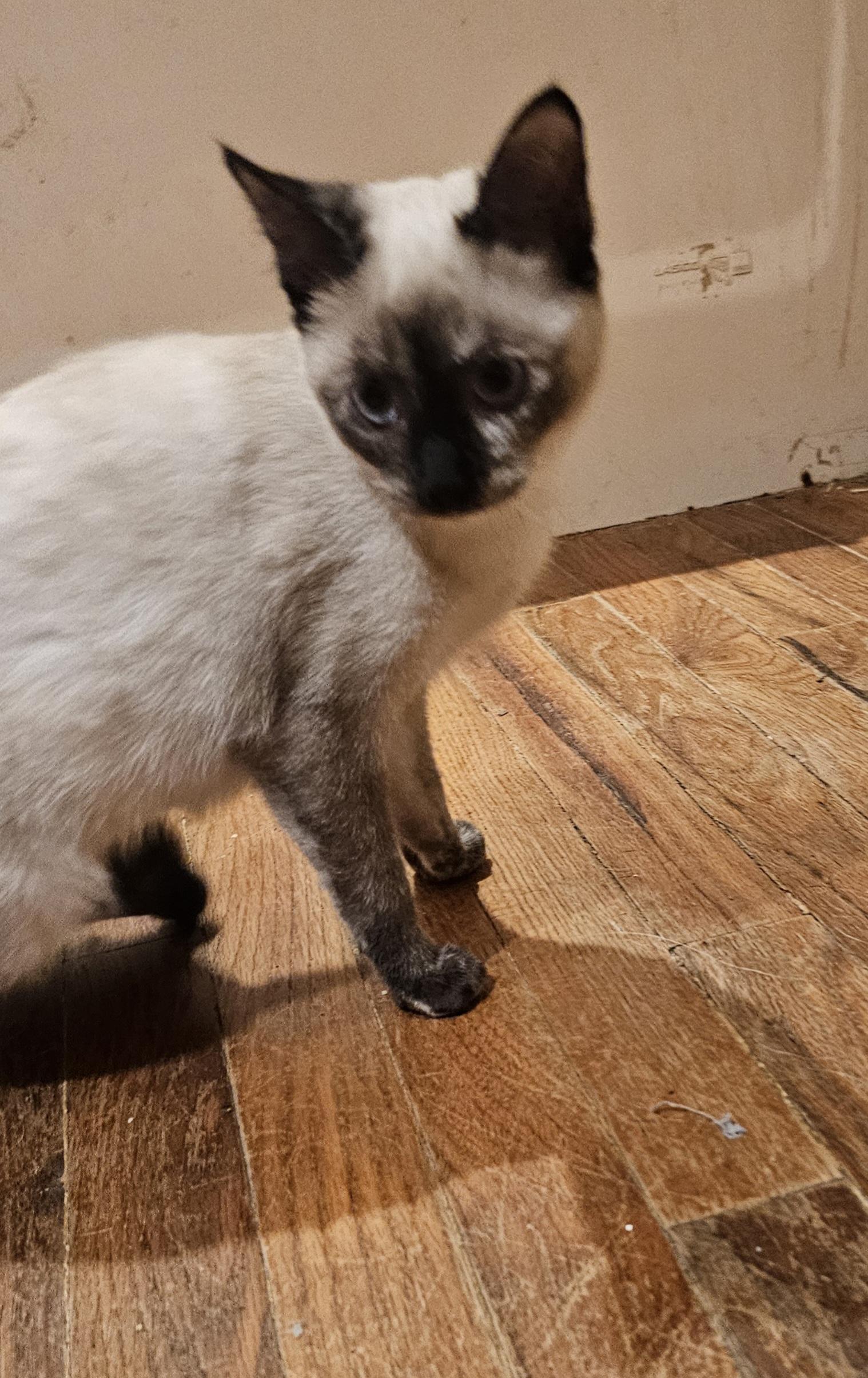 Enlarge Gingerbread , a ADOPTABLE Siamese in Dallas, TX image 6/6