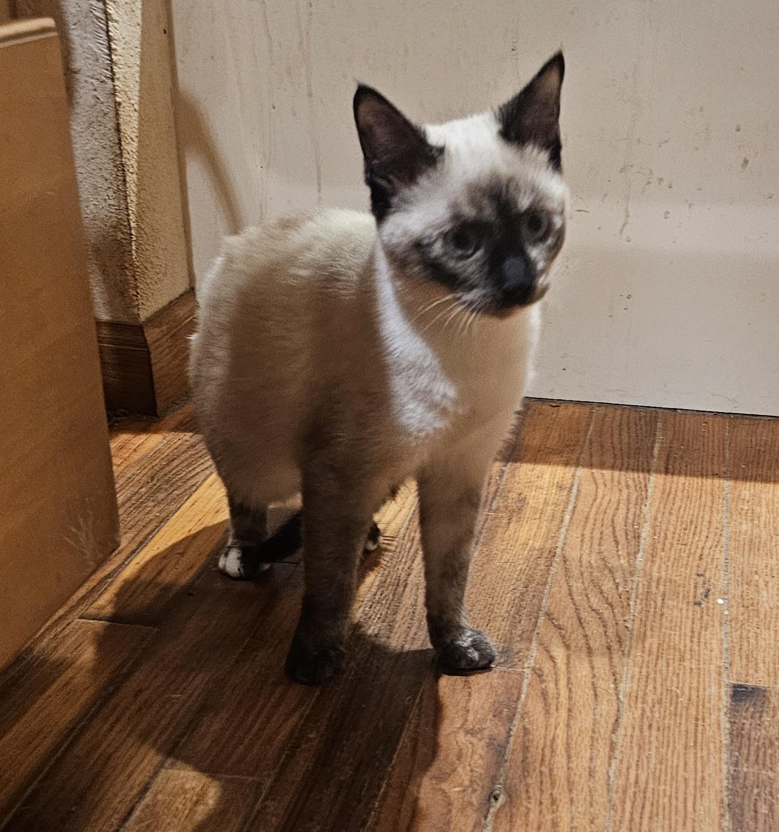 Enlarge Gingerbread , a ADOPTABLE Siamese in Dallas, TX image 4/6