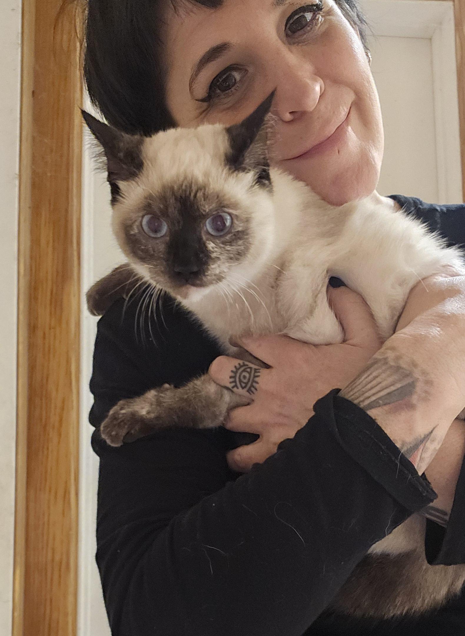 Enlarge Gingerbread , a ADOPTABLE Siamese in Dallas, TX image 2/6