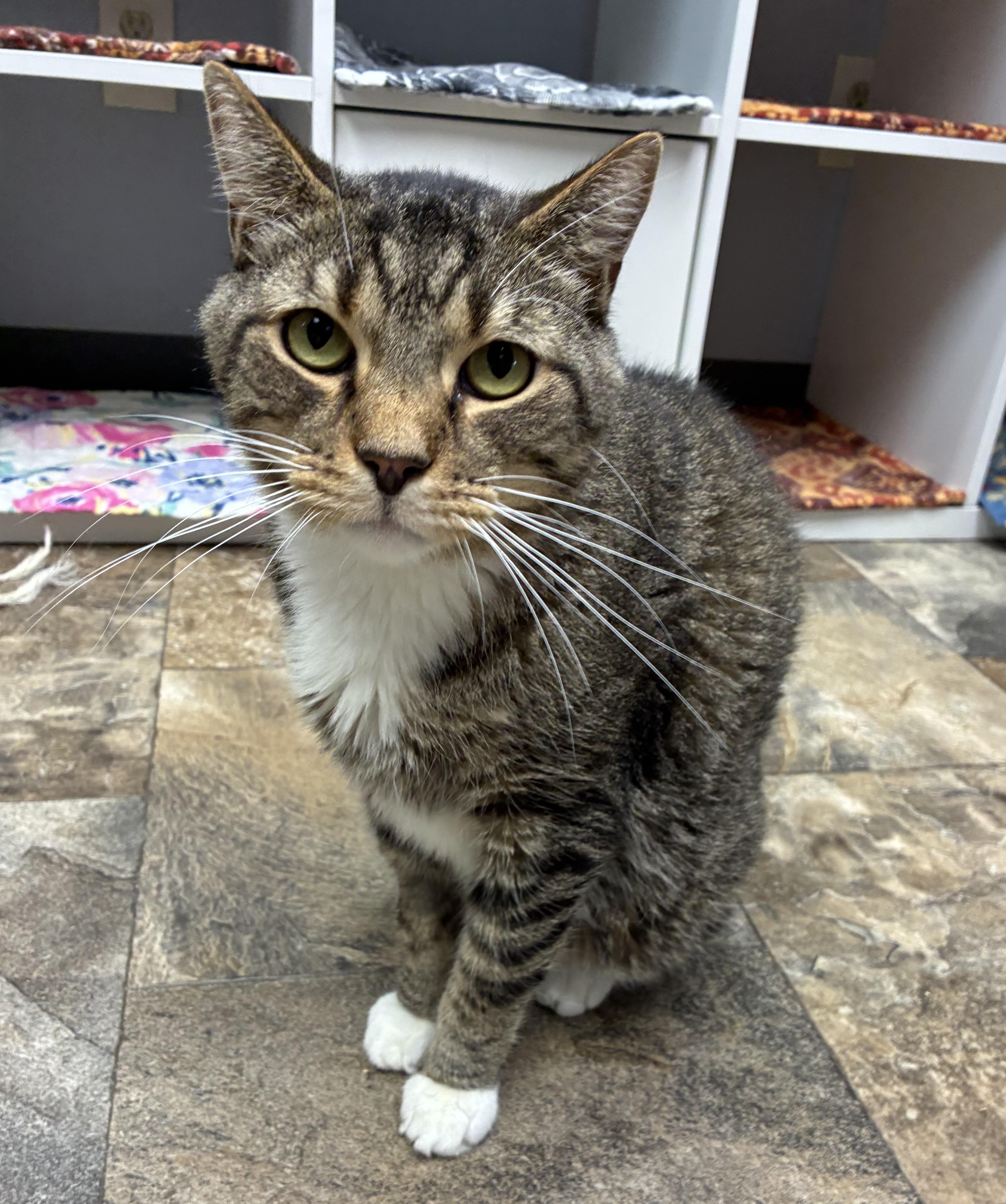 Meelo, a Adoptable Domestic Short Hair in Breinigsville, PA image 2/2