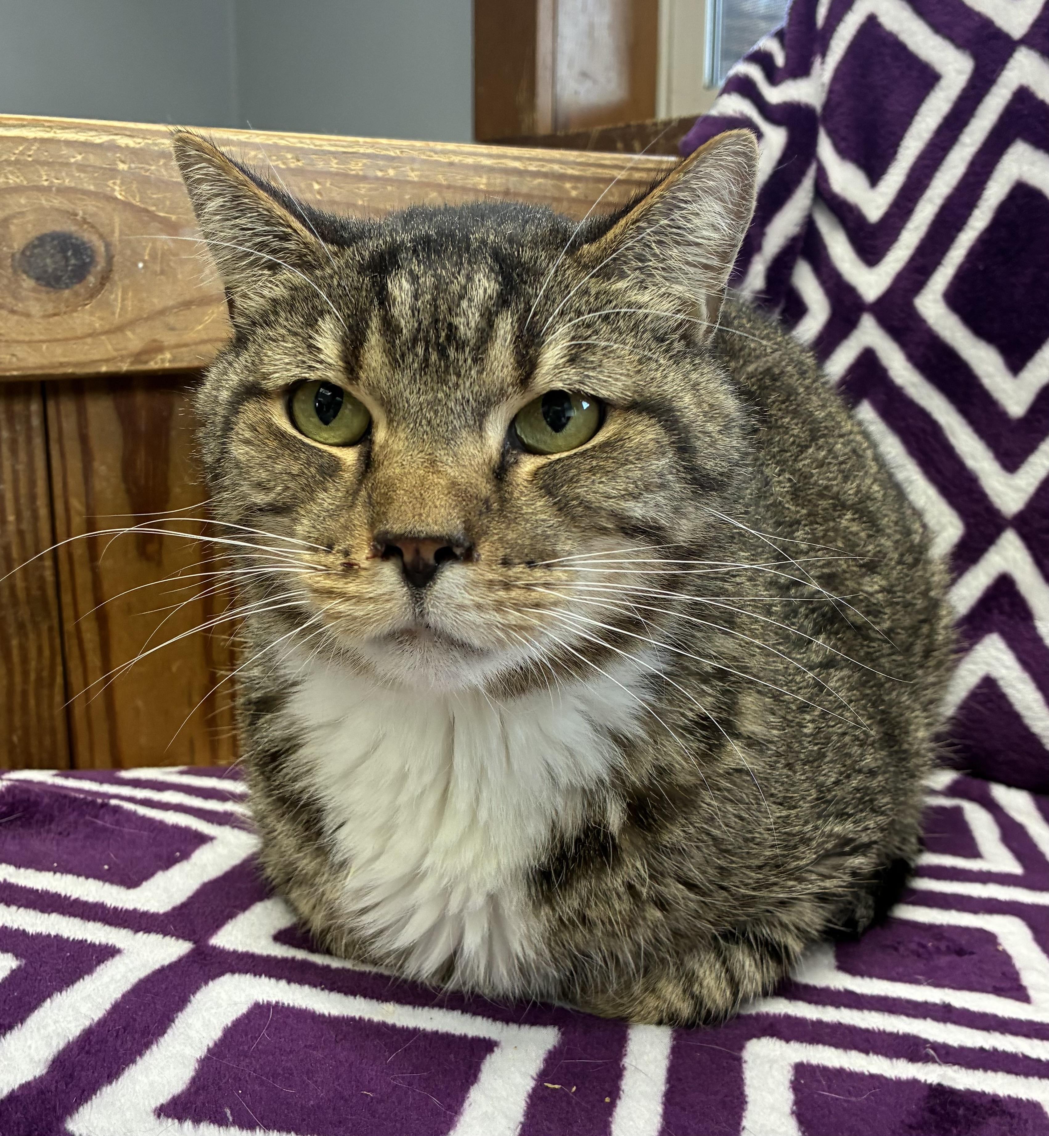 Meelo, Adoptable, Adult Male Domestic Short Hair.