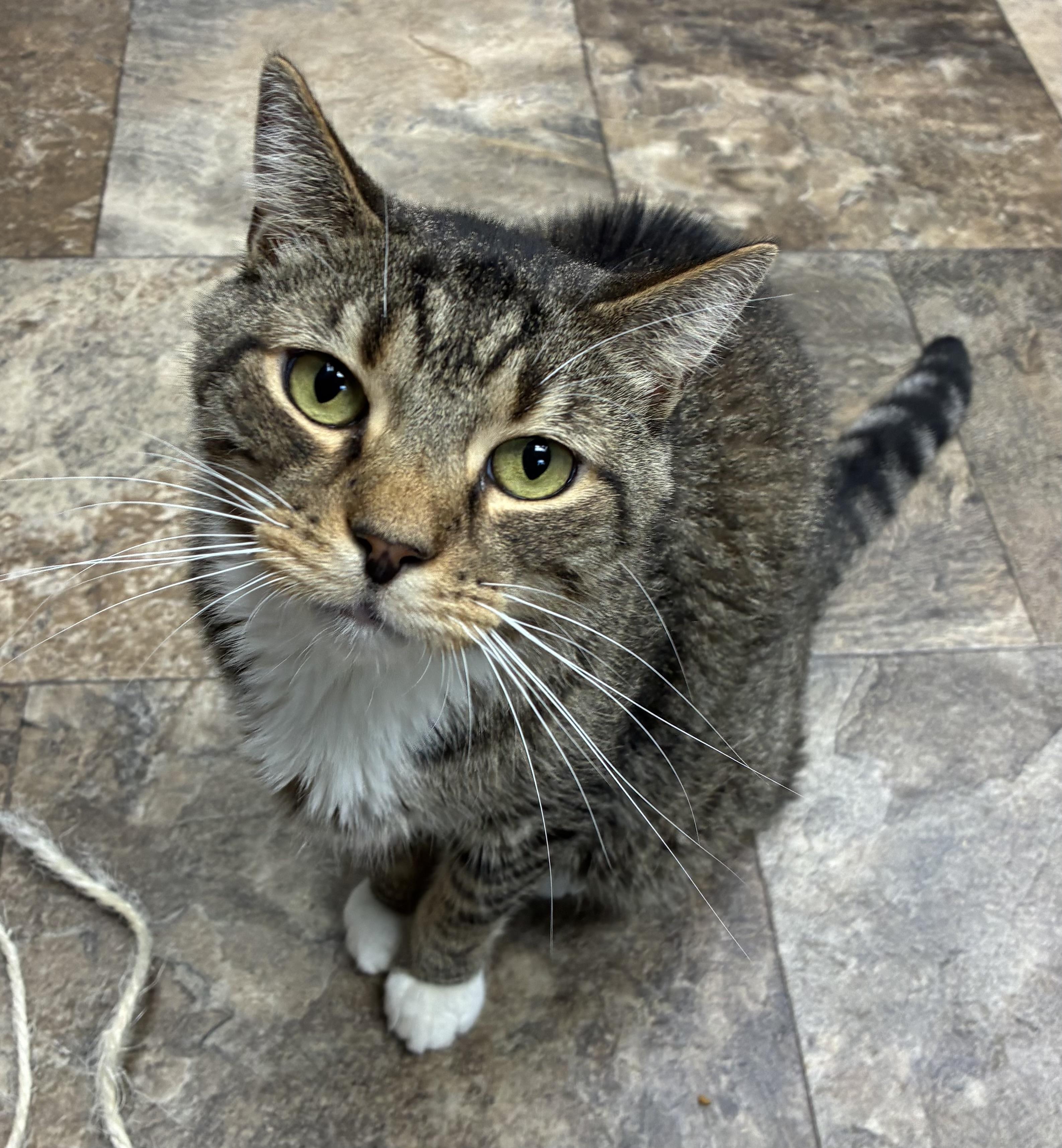 Meelo, Adoptable, Adult Male Domestic Short Hair.