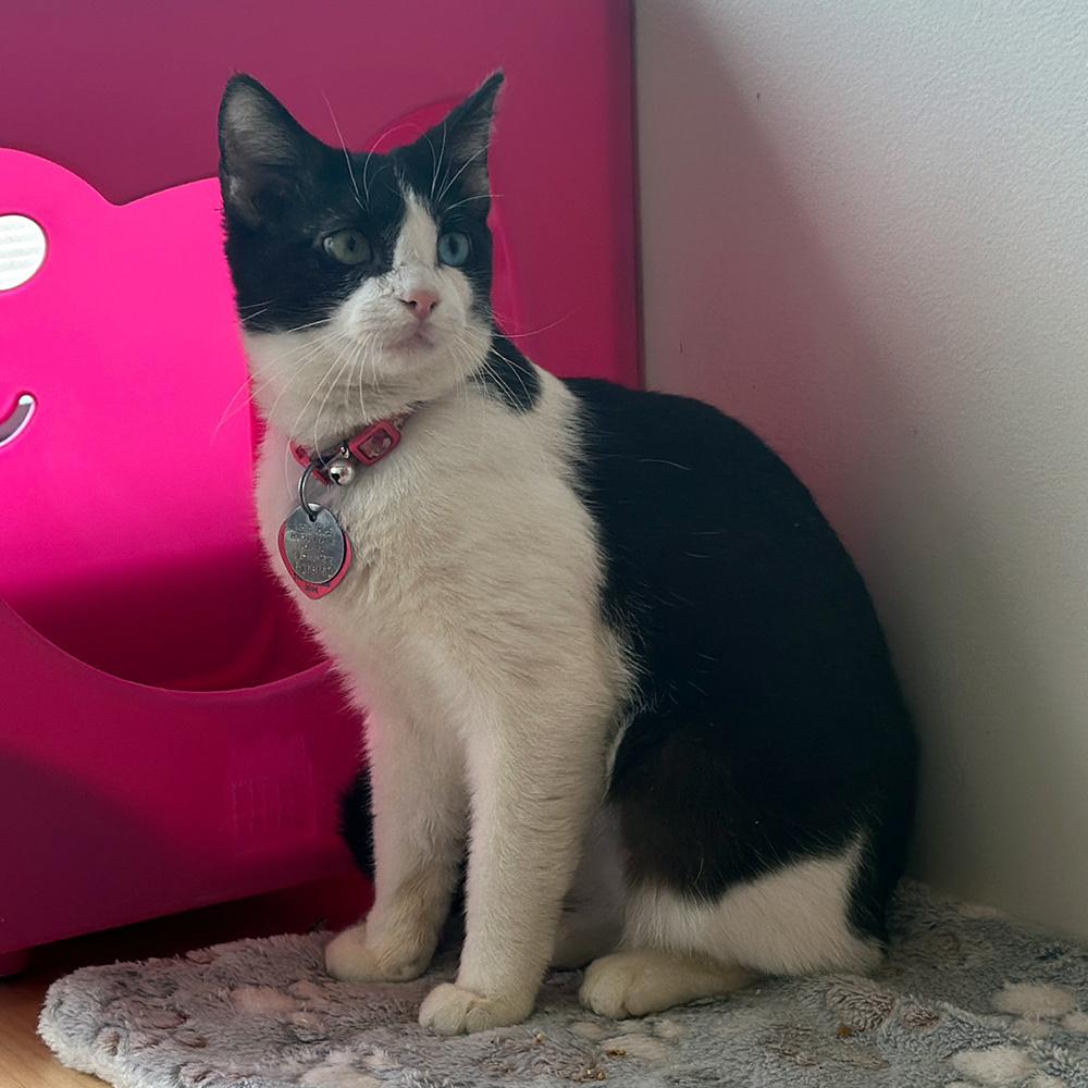 Paisley, Adoptable, Young Female Domestic Short Hair.