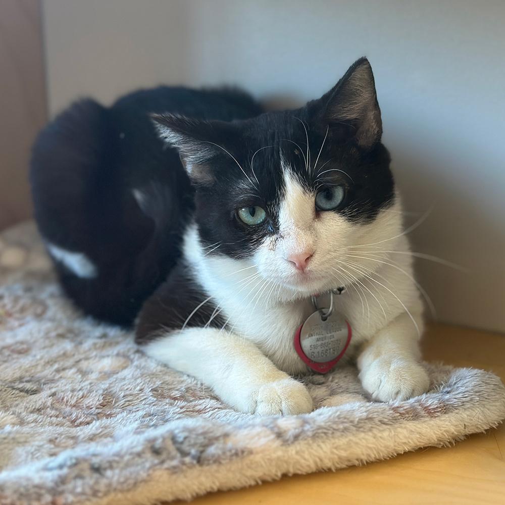 Paisley, a Adoptable Domestic Short Hair in Port Washington, NY image 2/3