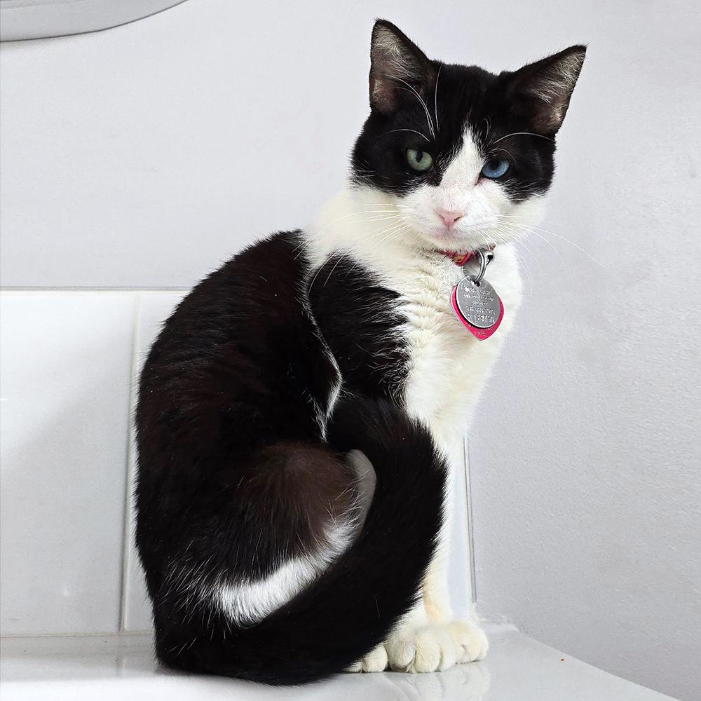 Paisley, a Adoptable Domestic Short Hair in Port Washington, NY image 3/3