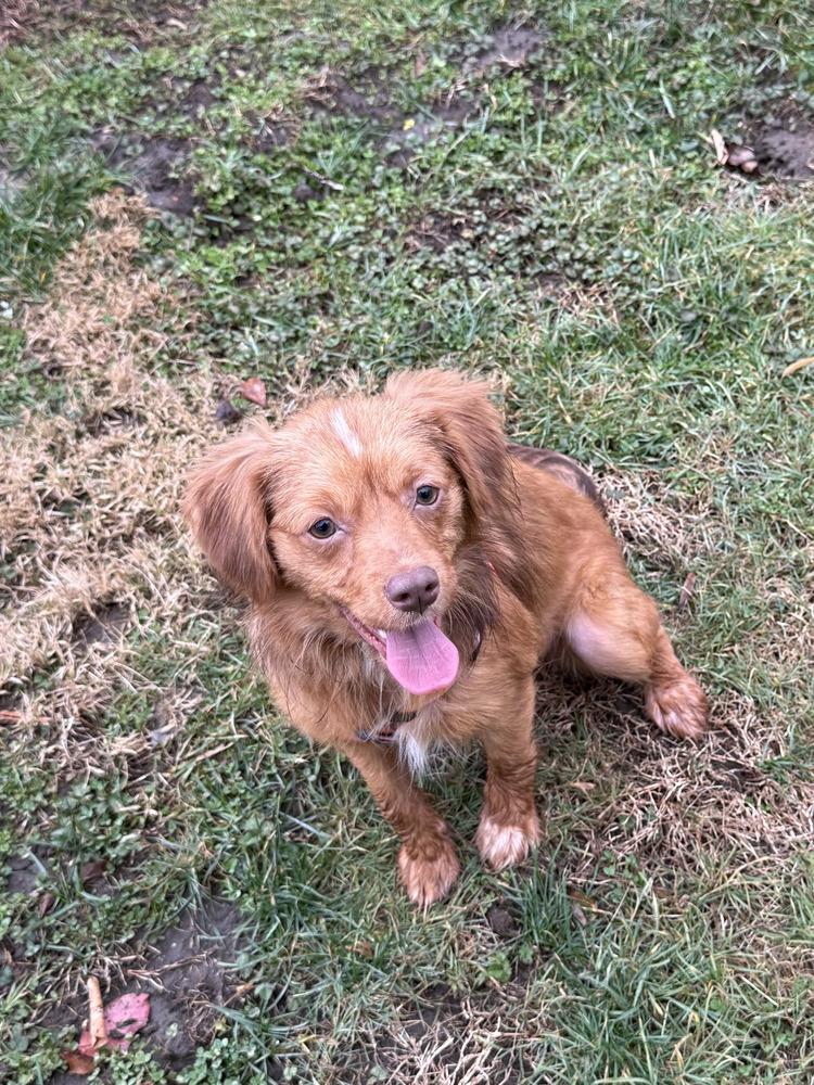 Daisy, Adoptable, Young Female Cocker Spaniel.