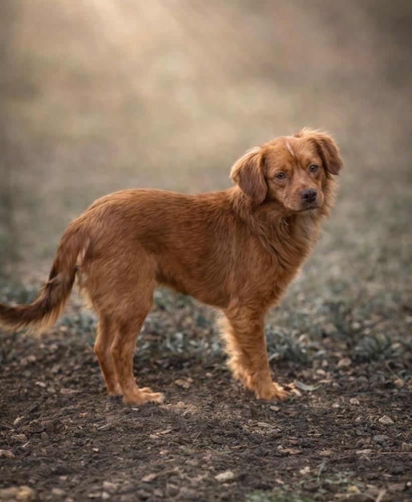 Daisy, a Adoptable mixed breed in Loveland, OH image 2/5