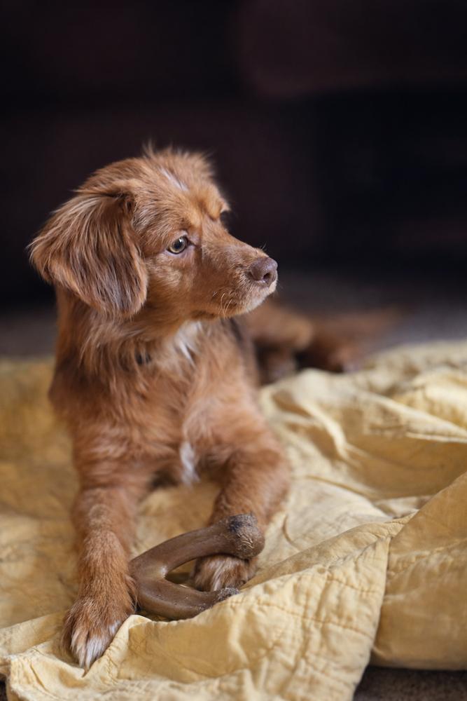 Daisy, a Adoptable mixed breed in Loveland, OH image 3/5