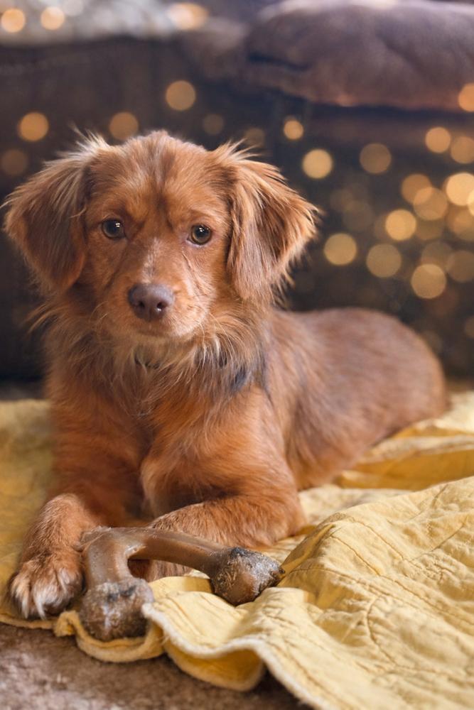 Daisy, a Adoptable mixed breed in Loveland, OH image 4/5