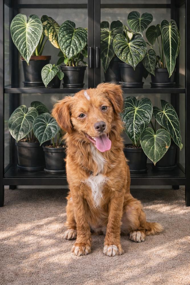 Daisy, a Adoptable mixed breed in Loveland, OH image 5/5