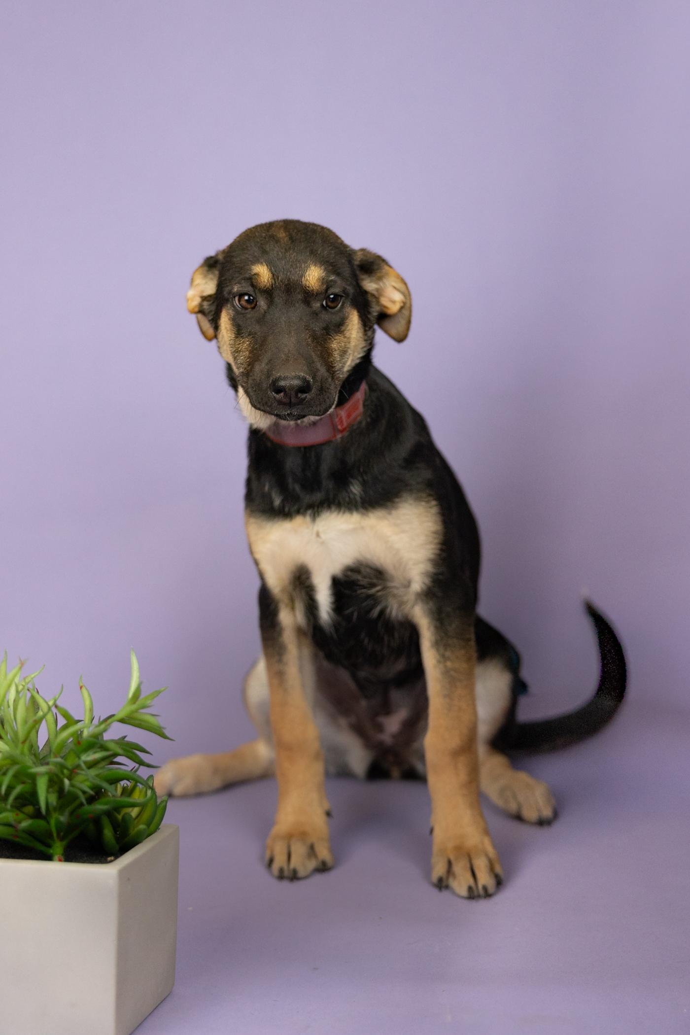 378-26, ADOPTABLE, Puppy Female Shepherd.
