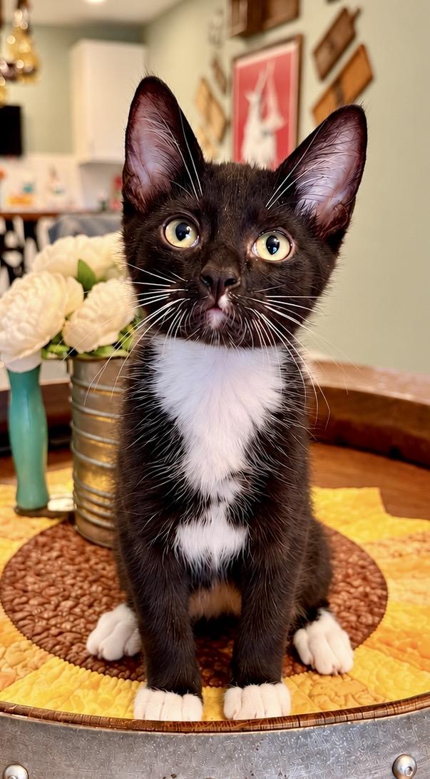 Rain, Adopted, Kitten Male Tuxedo.