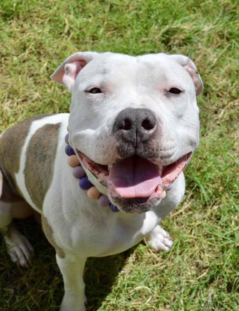 Daisy, Adopted, Adult Female Pit Bull Terrier.