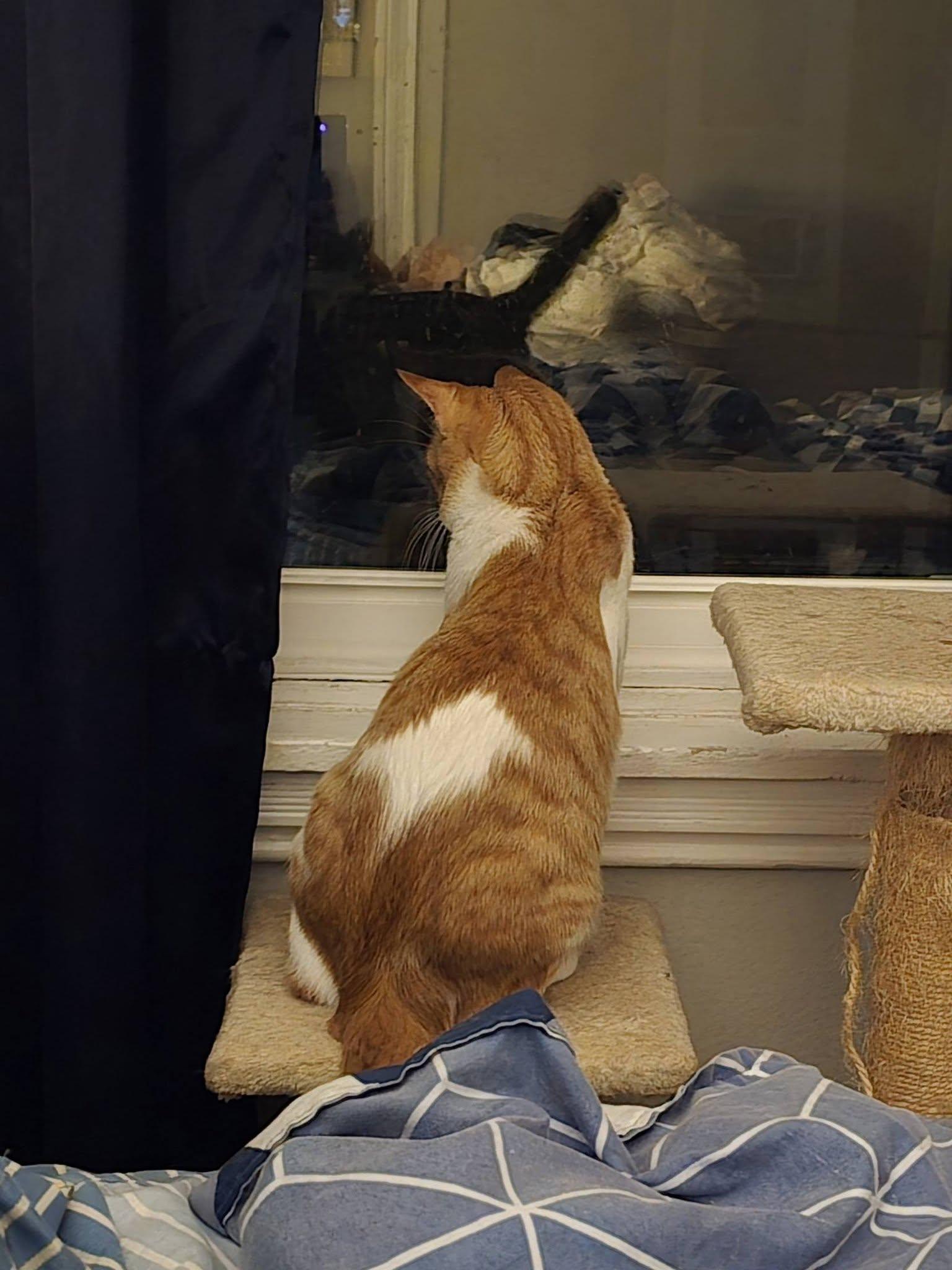 Enlarge Scotch, a Adoptable Domestic Short Hair in Westville, NJ image 2/4