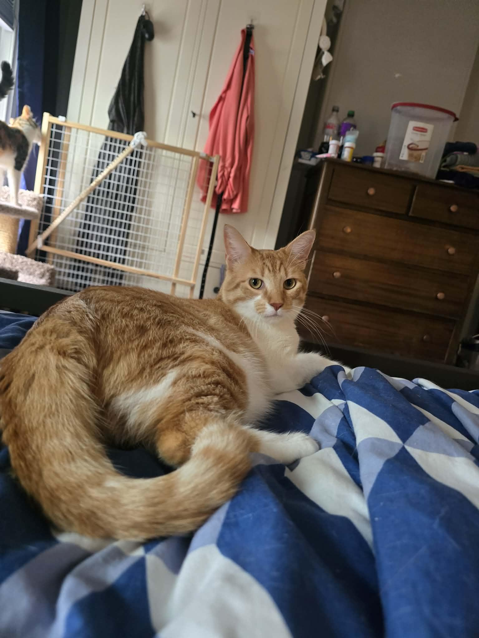 Enlarge Scotch, a Adoptable Domestic Short Hair in Westville, NJ image 3/4