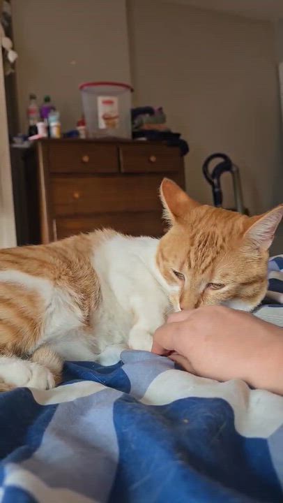 Enlarge Scotch, a Adoptable Domestic Short Hair in Westville, NJ video 4/4