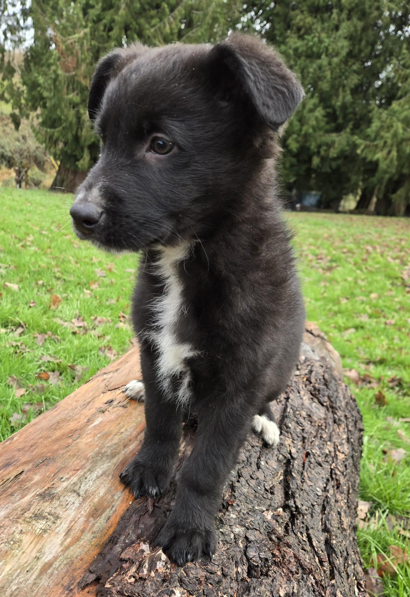Enlarge Toby, a Adopted mixed breed in Silverton, OR image 1/1