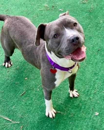 Everly, Adoptable, Adult Female Mixed Breed.