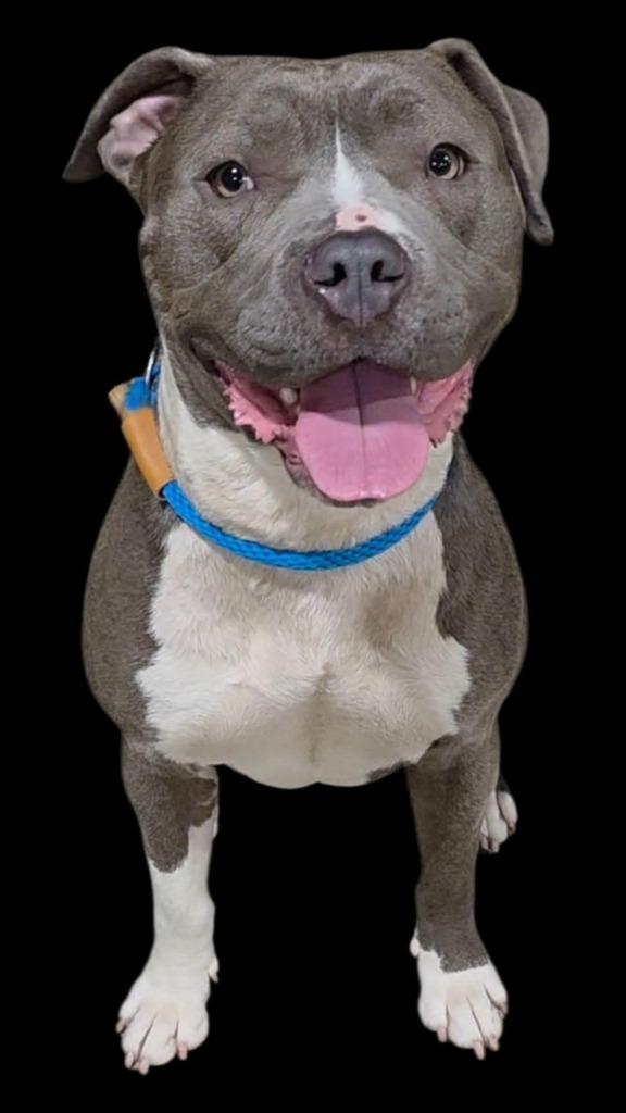 Enlarge Everly, a Adoptable mixed breed in Warren, MI image 2/6