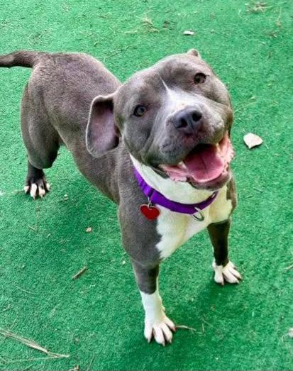 Enlarge Everly, a Adoptable mixed breed in Warren, MI image 3/6