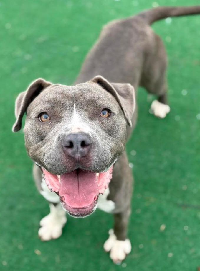 Enlarge Everly, a Adoptable mixed breed in Warren, MI image 4/6