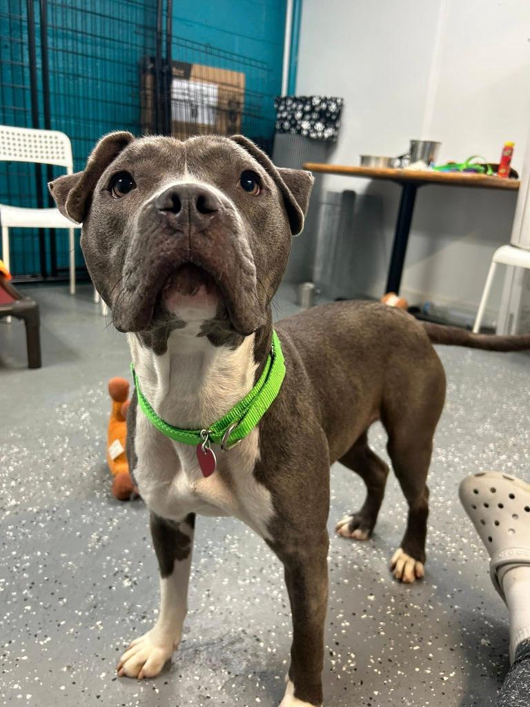 Enlarge Everly, a Adoptable mixed breed in Warren, MI image 4/6