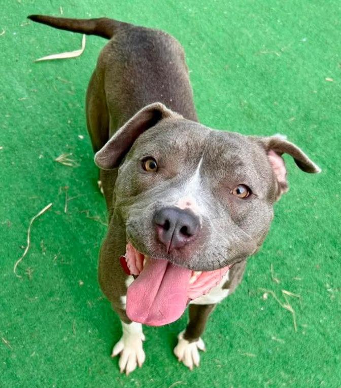 Enlarge Everly, a Adoptable mixed breed in Warren, MI image 5/6