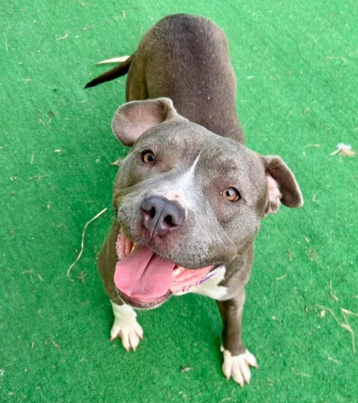 Enlarge Everly, a Adoptable mixed breed in Warren, MI image 6/6