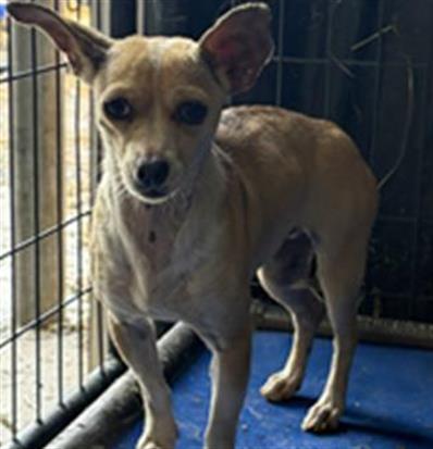 A210251, Adoptable, Adult Female Chihuahua.
