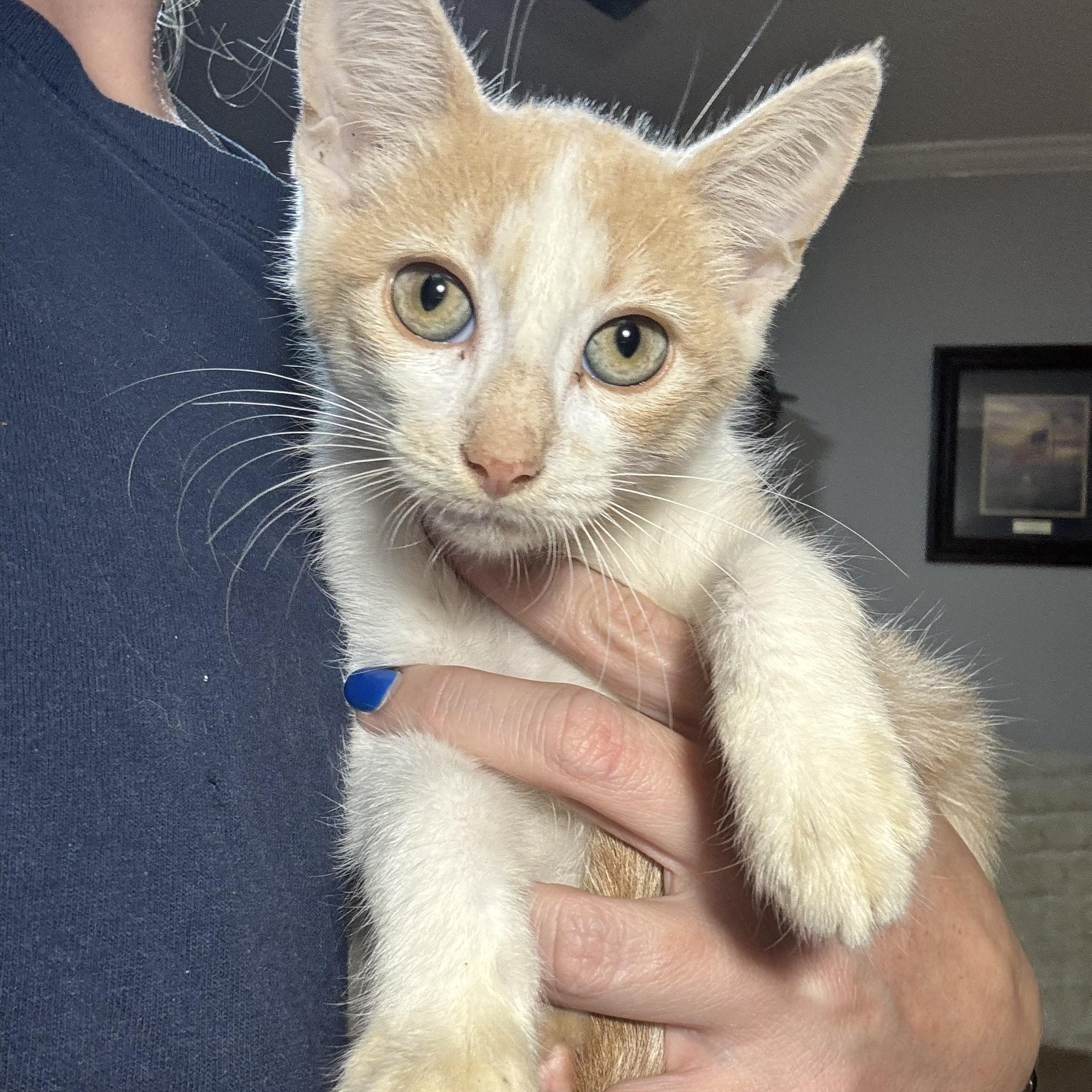 Enlarge Eggroll, a Adoptable mixed breed in Vineyard Haven, MA image 1/2